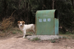 Gold LaGee [gǒu (cold) = Dog & lājī (la-g) = Trash]